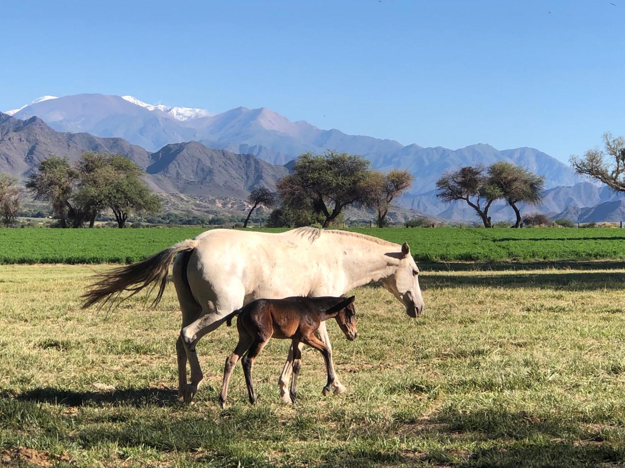 Estancia Banda Grande - Horse & Hiking Safaris Molinos Extérieur photo