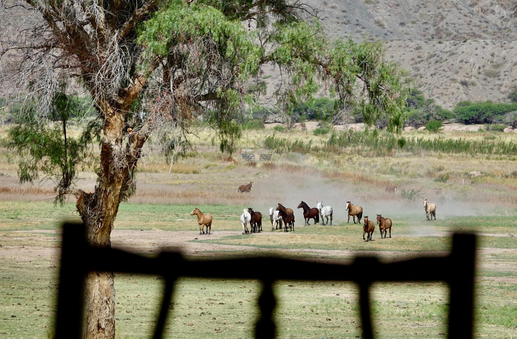 Estancia Banda Grande - Horse & Hiking Safaris Molinos Extérieur photo