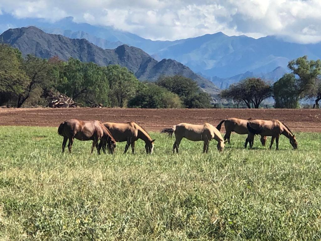 Estancia Banda Grande - Horse & Hiking Safaris Molinos Extérieur photo